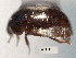  ( - CNC COLEO 00150612)  @11 [ ] CreativeCommons - Attribution (2012) CNC/CBG Photography Group Centre for Biodiversity Genomics