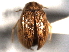 ( - CNC COLEO 00150626)  @11 [ ] CreativeCommons - Attribution (2012) CNC/CBG Photography Group Centre for Biodiversity Genomics