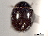  ( - CNC COLEO 00150639)  @11 [ ] CreativeCommons - Attribution (2012) CNC/CBG Photography Group Centre for Biodiversity Genomics