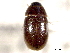  ( - CNC COLEO 00150661)  @11 [ ] CreativeCommons - Attribution (2012) CNC/CBG Photography Group Centre for Biodiversity Genomics