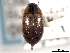  ( - CNC COLEO 00150668)  @11 [ ] CreativeCommons - Attribution (2012) CNC/CBG Photography Group Centre for Biodiversity Genomics