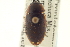 (Tropisternus lateralis humeralis - CNC COLEO 00150755)  @11 [ ] CreativeCommons - Attribution (2012) CNC/CBG Photography Group Centre for Biodiversity Genomics