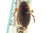  ( - CNC COLEO 00150762)  @11 [ ] CreativeCommons - Attribution (2012) CNC/CBG Photography Group Centre for Biodiversity Genomics