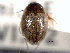  ( - CNC COLEO 00150800)  @11 [ ] CreativeCommons - Attribution (2012) CNC/CBG Photography Group Centre for Biodiversity Genomics