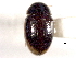  ( - CNC COLEO 00150825)  @11 [ ] CreativeCommons - Attribution (2012) CNC/CBG Photography Group Centre for Biodiversity Genomics