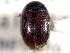  ( - CNC COLEO 00150839)  @11 [ ] CreativeCommons - Attribution (2012) CNC/CBG Photography Group Centre for Biodiversity Genomics