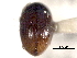  ( - CNC COLEO 00150850)  @11 [ ] CreativeCommons - Attribution (2012) CNC/CBG Photography Group Centre for Biodiversity Genomics
