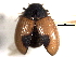  ( - CNC COLEO 00150898)  @11 [ ] CreativeCommons - Attribution (2012) CNC/CBG Photography Group Centre for Biodiversity Genomics