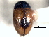  ( - CNC COLEO 00150899)  @12 [ ] CreativeCommons - Attribution (2012) CNC/CBG Photography Group Centre for Biodiversity Genomics