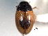  ( - CNC COLEO 00150901)  @11 [ ] CreativeCommons - Attribution (2012) CNC/CBG Photography Group Centre for Biodiversity Genomics