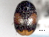  ( - CNC COLEO 00150939)  @13 [ ] CreativeCommons - Attribution (2012) CNC/CBG Photography Group Centre for Biodiversity Genomics