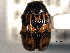 ( - CNC COLEO 00151248)  @11 [ ] CreativeCommons - Attribution (2012) CNC/CBG Photography Group Centre for Biodiversity Genomics