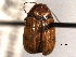  ( - CNC COLEO 00151249)  @11 [ ] CreativeCommons - Attribution (2012) CNC/CBG Photography Group Centre for Biodiversity Genomics