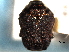  ( - CNC COLEO 00151260)  @11 [ ] CreativeCommons - Attribution (2012) CNC/CBG Photography Group Centre for Biodiversity Genomics