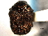  ( - CNC COLEO 00151262)  @11 [ ] CreativeCommons - Attribution (2012) CNC/CBG Photography Group Centre for Biodiversity Genomics