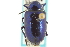  (Chrysochus cobaltinus - CNC COLEO 00151339)  @11 [ ] CreativeCommons - Attribution (2012) CNC/CBG Photography Group Centre for Biodiversity Genomics