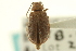  ( - CNC COLEO 00151487)  @11 [ ] CreativeCommons - Attribution (2012) CNC/CBG Photography Group Centre for Biodiversity Genomics