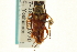  (Typocerus acuticauda - CNC COLEO 00154757)  @11 [ ] CreativeCommons - Attribution (2012) CNC/CBG Photography Group Centre for Biodiversity Genomics