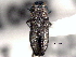  ( - CNC COLEO 00155633)  @11 [ ] CreativeCommons - Attribution (2012) CNC/CBG Photography Group Centre for Biodiversity Genomics