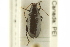  ( - CNC COLEO 00151657)  @13 [ ] CreativeCommons - Attribution (2012) CNC/CBG Photography Group Centre for Biodiversity Genomics