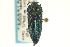  (Acmaeodera pulchella - CNC COLEO 00156644)  @15 [ ] CreativeCommons - Attribution (2012) CNC/CBG Photography Group Centre for Biodiversity Genomics