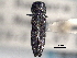  (Agrilaxia - CNC COLEO 00156745)  @13 [ ] CreativeCommons - Attribution (2012) CNC/CBG Photography Group Centre for Biodiversity Genomics