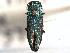  (Anthaxiini - CNC COLEO 00156749)  @15 [ ] CreativeCommons - Attribution (2012) CNC/CBG Photography Group Centre for Biodiversity Genomics