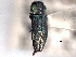  ( - CNC COLEO 00156750)  @11 [ ] CreativeCommons - Attribution (2012) CNC/CBG Photography Group Centre for Biodiversity Genomics