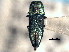  ( - CNC COLEO 00156751)  @11 [ ] CreativeCommons - Attribution (2012) CNC/CBG Photography Group Centre for Biodiversity Genomics