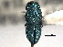  ( - CNC COLEO 00156763)  @13 [ ] CreativeCommons - Attribution (2012) CNC/CBG Photography Group Centre for Biodiversity Genomics