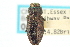  ( - CNC COLEO 00156788)  @11 [ ] CreativeCommons - Attribution (2012) CNC/CBG Photography Group Centre for Biodiversity Genomics