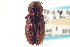  (Chrysobothris mali - CNC COLEO 00156820)  @15 [ ] CreativeCommons - Attribution (2012) CNC/CBG Photography Group Centre for Biodiversity Genomics