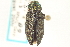  (Chrysobothris pseudotsugae - CNC COLEO 00156829)  @14 [ ] CreativeCommons - Attribution (2012) CNC/CBG Photography Group Centre for Biodiversity Genomics