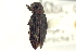  (Chrysobothris pusilla - CNC COLEO 00156831)  @13 [ ] CreativeCommons - Attribution (2012) CNC/CBG Photography Group Centre for Biodiversity Genomics