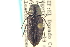  (Melanophila californica - CNC COLEO 00156850)  @11 [ ] CreativeCommons - Attribution (2012) CNC/CBG Photography Group Centre for Biodiversity Genomics