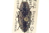  ( - CNC COLEO 00156851)  @11 [ ] CreativeCommons - Attribution (2012) CNC/CBG Photography Group Centre for Biodiversity Genomics