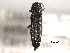  ( - CNC COLEO 00156909)  @11 [ ] CreativeCommons - Attribution (2012) CNC/CBG Photography Group Centre for Biodiversity Genomics