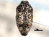  ( - CNC COLEO 00156999)  @11 [ ] CreativeCommons - Attribution (2012) CNC/CBG Photography Group Centre for Biodiversity Genomics