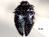  (Pachyschelus schwarzi - CNC COLEO 00157008)  @11 [ ] CreativeCommons - Attribution (2012) CNC/CBG Photography Group Centre for Biodiversity Genomics