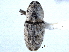  ( - CNC COLEO 00157711)  @11 [ ] CreativeCommons - Attribution (2012) CNC/CBG Photography Group Centre for Biodiversity Genomics