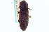  (Danosoma - CNC COLEO 00157926)  @14 [ ] CreativeCommons - Attribution (2012) CNC/CBG Photography Group Centre for Biodiversity Genomics