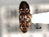 ( - CNC COLEO 00157927)  @13 [ ] CreativeCommons - Attribution (2012) CNC/CBG Photography Group Centre for Biodiversity Genomics