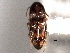  ( - CNC COLEO 00157928)  @13 [ ] CreativeCommons - Attribution (2012) CNC/CBG Photography Group Centre for Biodiversity Genomics