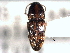  ( - CNC COLEO 00157929)  @11 [ ] CreativeCommons - Attribution (2012) CNC/CBG Photography Group Centre for Biodiversity Genomics
