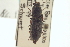  ( - CNC COLEO 00157994)  @11 [ ] CreativeCommons - Attribution (2012) CNC/CBG Photography Group Centre for Biodiversity Genomics