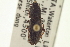  ( - CNC COLEO 00157995)  @11 [ ] CreativeCommons - Attribution (2012) CNC/CBG Photography Group Centre for Biodiversity Genomics