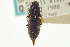  ( - CNC COLEO 00157996)  @11 [ ] CreativeCommons - Attribution (2012) CNC/CBG Photography Group Centre for Biodiversity Genomics