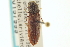  ( - CNC COLEO 00157999)  @11 [ ] CreativeCommons - Attribution (2012) CNC/CBG Photography Group Centre for Biodiversity Genomics