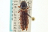  ( - CNC COLEO 00158003)  @11 [ ] CreativeCommons - Attribution (2012) CNC/CBG Photography Group Centre for Biodiversity Genomics