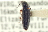  ( - CNC COLEO 00158012)  @11 [ ] CreativeCommons - Attribution (2012) CNC/CBG Photography Group Centre for Biodiversity Genomics